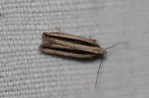 Réf. 344 048 : Mirificarma interrupta
